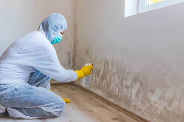 Licensed Commercial Mold Remediation service in Wayland, MI - WQB Mold Removal